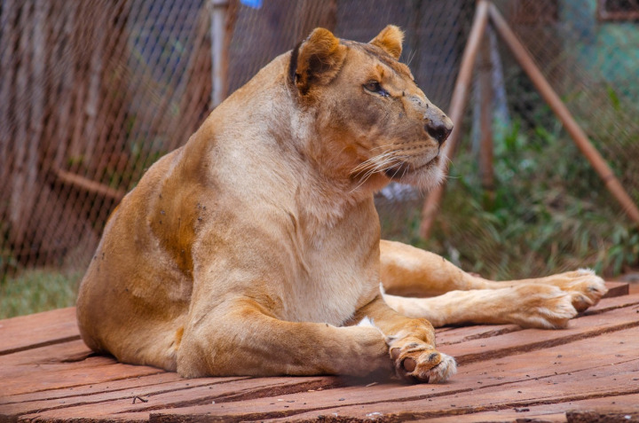 Kenyan wildlife experience
